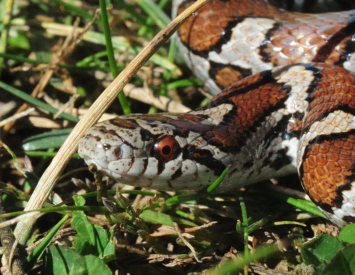 A close-up of a milksnake found in Pike county reveals round pupils that all non-venomous snakes (in our region) share. Milksnakes have smooth (non-keeled) scales. A “Y” shaped marking is on top of the head, behind the eyes, of this individual.